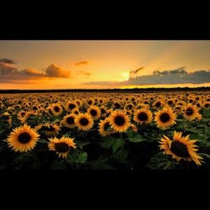 Meet your Posher, Azizah